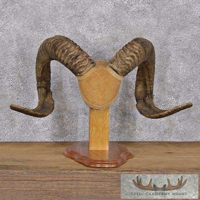 Corsican Ram Horn Plaque