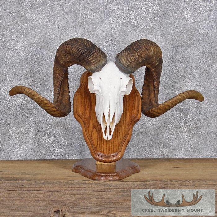 Corsican Ram Horn Plaque