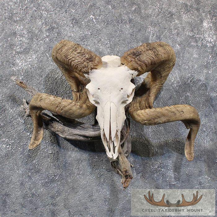 Corsican Ram Horn Plaque