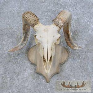 Corsican Ram Skull European Mount Taxidermy