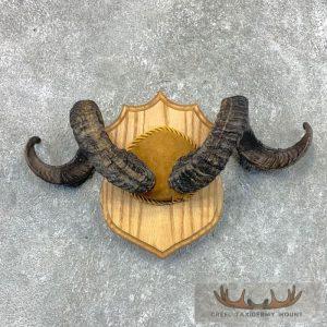 Corsican Ram Plaque Taxidermy Mount Taxidermy