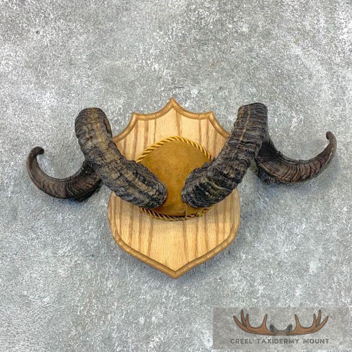 Corsican Ram Plaque Taxidermy Mount For Sale