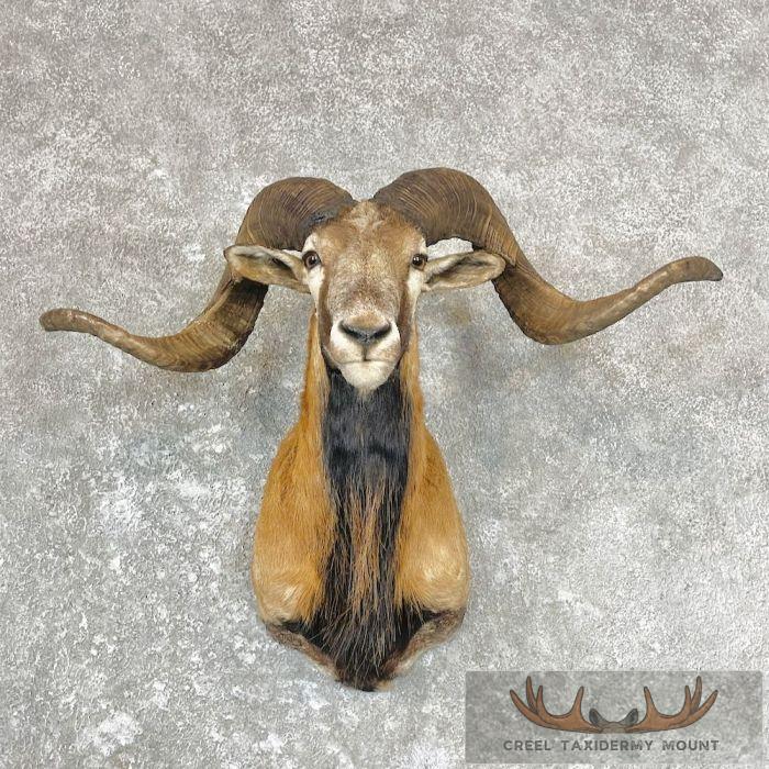 Corsican Ram Taxidermy Shoulder Mount For Sale