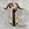 Corsican Ram Taxidermy Shoulder Mount For Sale