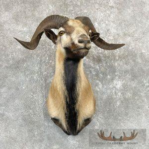 Corsican Ram Taxidermy Shoulder Mount Taxidermy