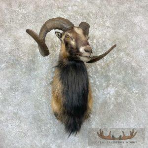 Corsican Ram Taxidermy Shoulder Mount Taxidermy