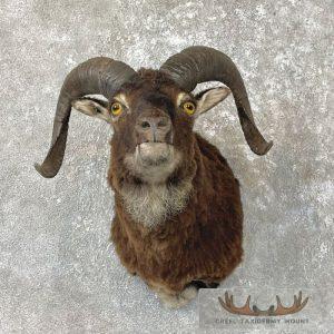 Corsican Ram Taxidermy Shoulder Mount Taxidermy