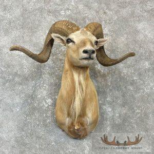 Corsican Ram Taxidermy Shoulder Mount Taxidermy