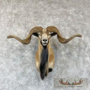 Corsican Ram Taxidermy Shoulder Mount Taxidermy