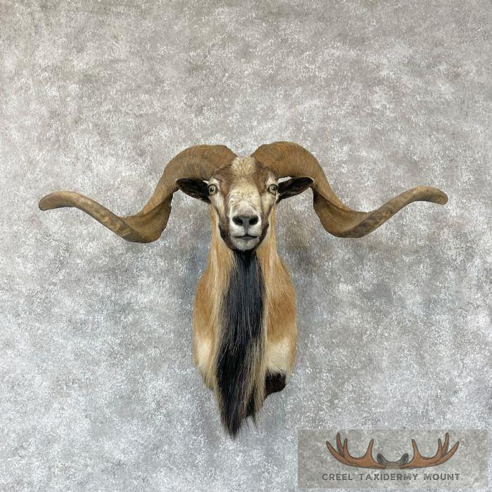 Corsican Ram Taxidermy Shoulder Mount For Sale