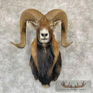Corsican Ram Taxidermy Shoulder Mount Taxidermy