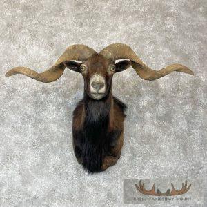 Corsican Ram Taxidermy Shoulder Mount Taxidermy