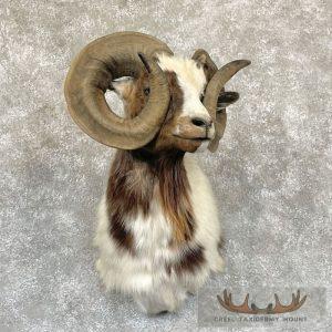 Corsican Ram Taxidermy Shoulder Mount Taxidermy