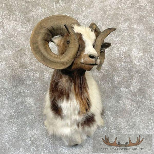 Corsican Ram Taxidermy Shoulder Mount For Sale