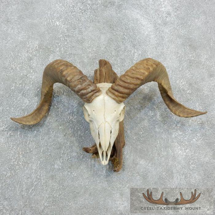 Corsican Ram Skull European Taxidermy Mount For Sale