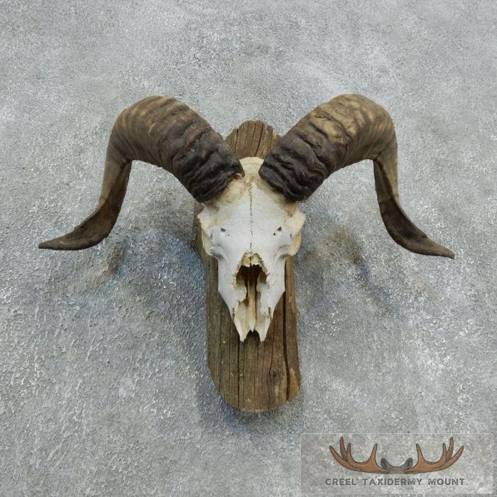 Corsican Ram Skull European Taxidermy Mount For Sale