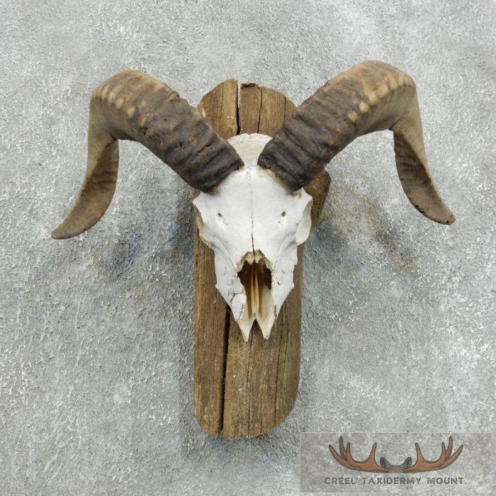 Corsican Ram Skull European Taxidermy Mount For Sale