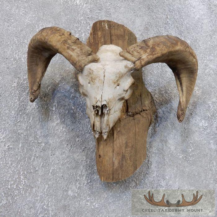 Corsican Ram Skull European Taxidermy Mount For Sale
