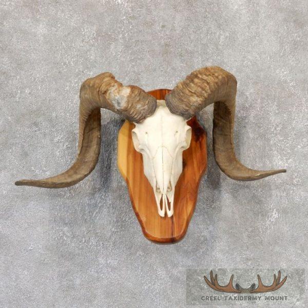 Corsican Ram Skull European Taxidermy Mount For Sale