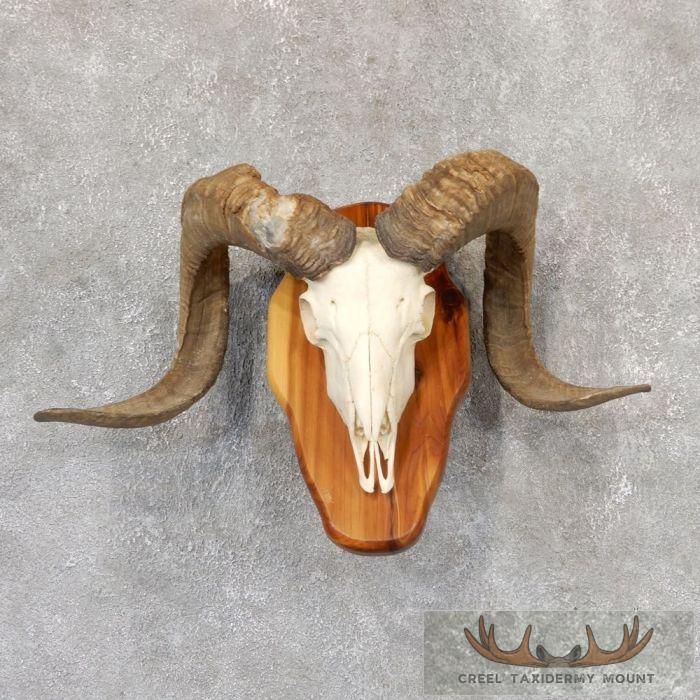 Corsican Ram Skull European Taxidermy Mount For Sale
