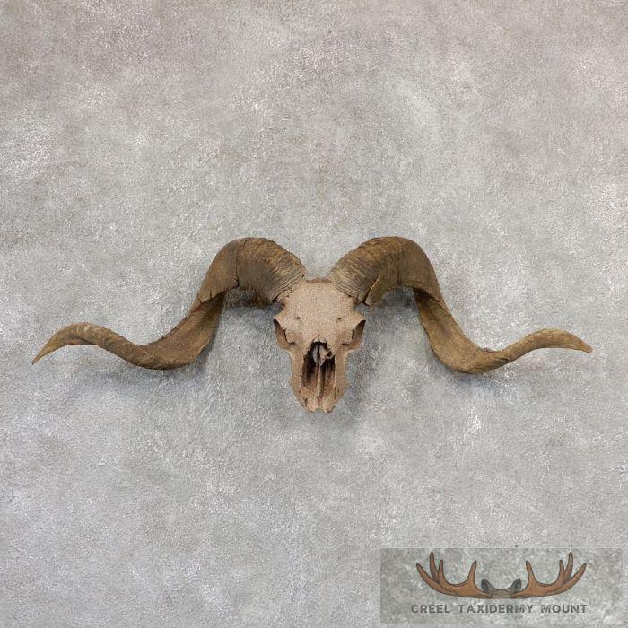 Corsican Ram Skull European Mount For Sale