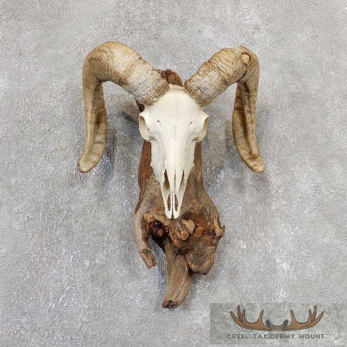 Corsican Ram Skull European Taxidermy Mount For Sale