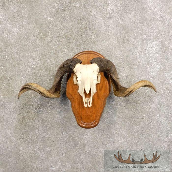 Corsican Ram Skull & Horn European Taxidermy Mount For Sale