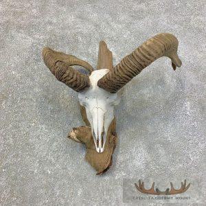 Corsican Ram Skull European Taxidermy Mount Taxidermy
