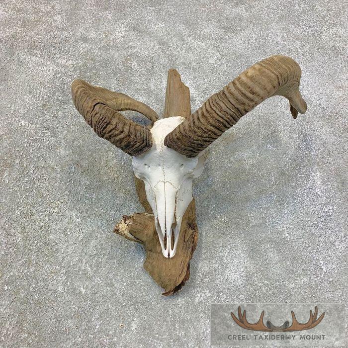 Corsican Ram Skull European Taxidermy Mount For Sale