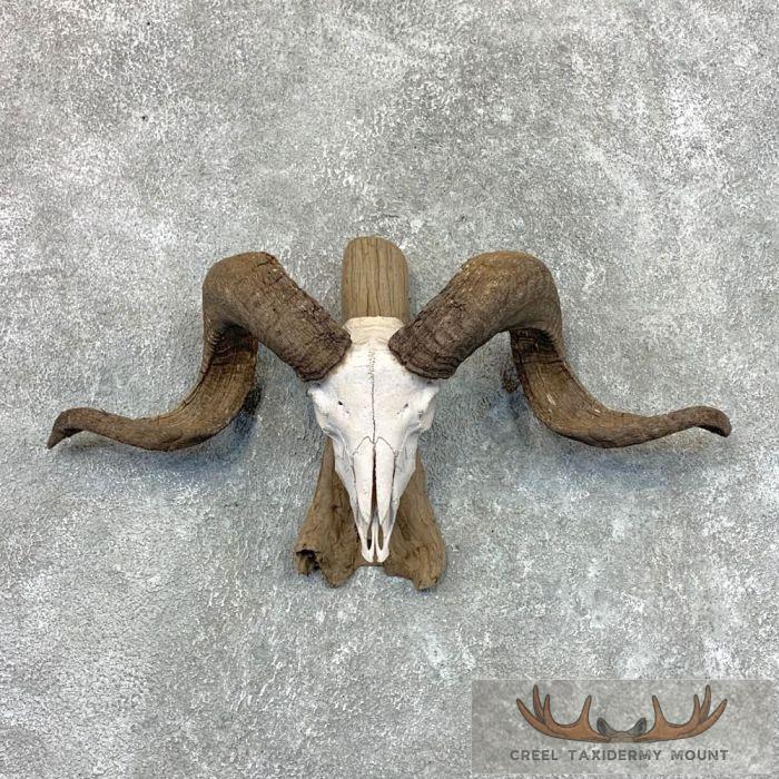 Corsican Ram Skull & Horn European Taxidermy Mount For Sale