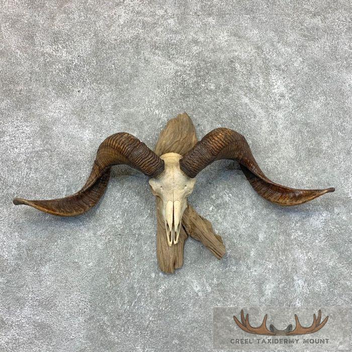 Corsican Ram Skull & Horn European Taxidermy Mount For Sale