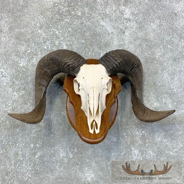 Corsican Ram Skull & Horn European Taxidermy Mount For Sale