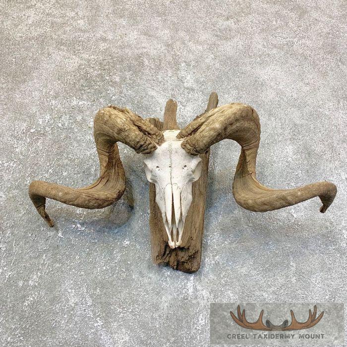 Corsican Ram Skull European Taxidermy Mount For Sale