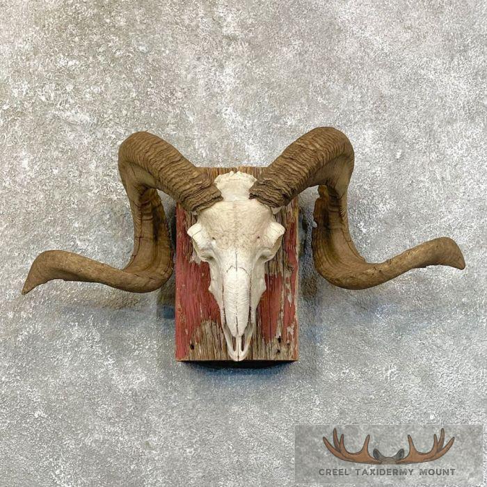 Corsican Ram Skull European Taxidermy Mount For Sale