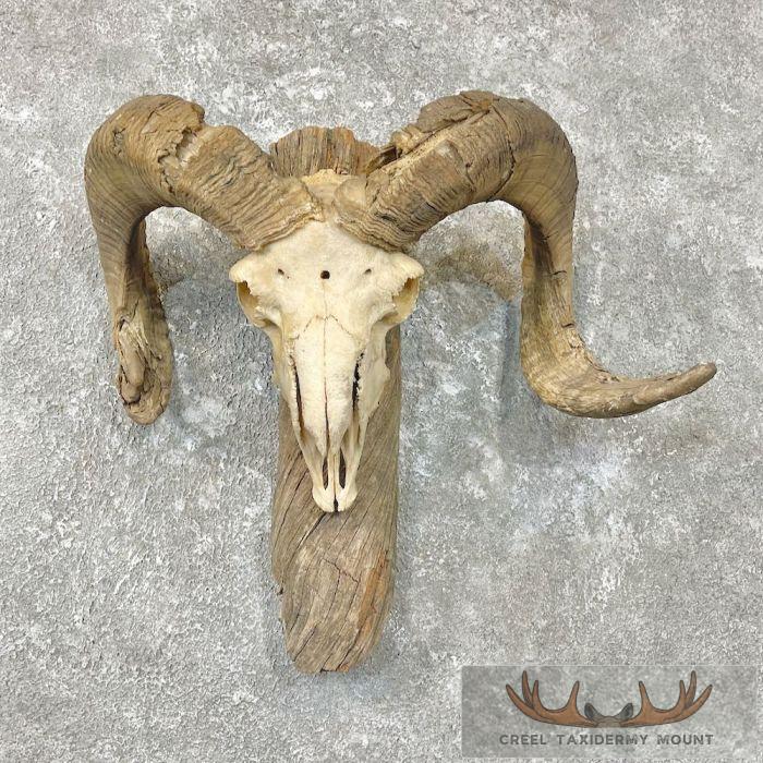 Corsican Ram Skull European Taxidermy Mount For Sale