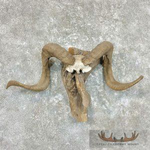 Corsican Ram Horn Taxidermy Mount Taxidermy