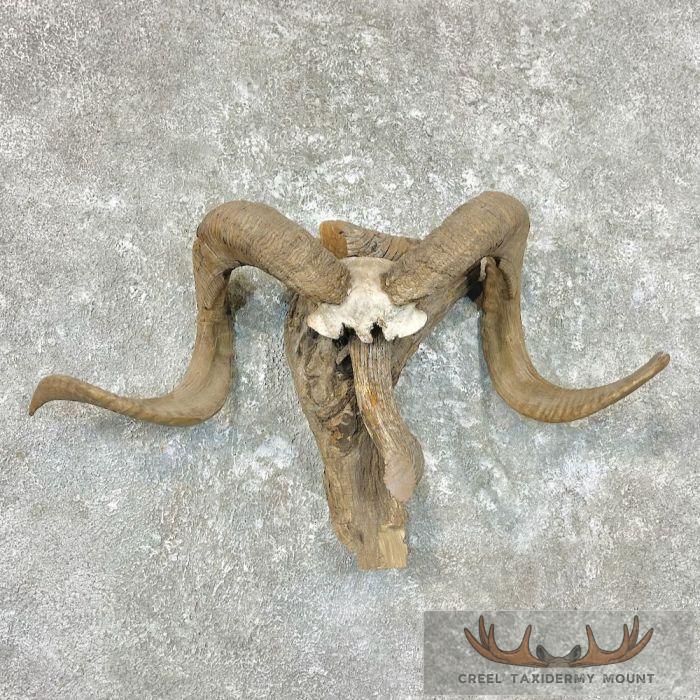 Corsican Ram Horn Taxidermy Mount For Sale