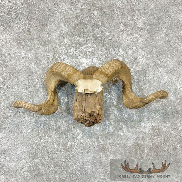 Corsican Ram Horn Display Taxidermy Mount For Sale