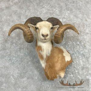 Corsican Ram Taxidermy Wall Pedestal Mount Taxidermy