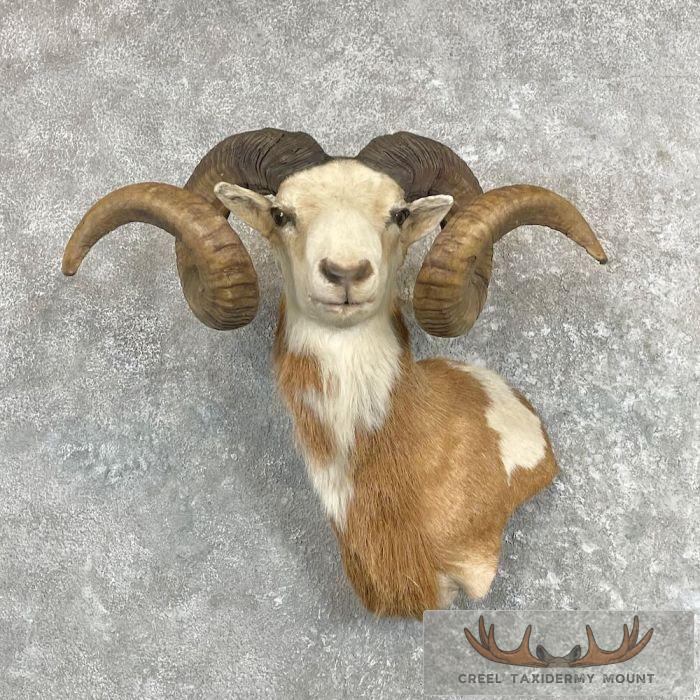 Corsican Ram Taxidermy Wall Pedestal Mount For Sale