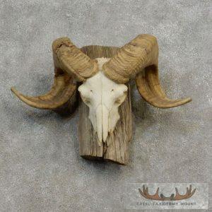 Corsican Ram Skull European Taxidermy Mount Taxidermy