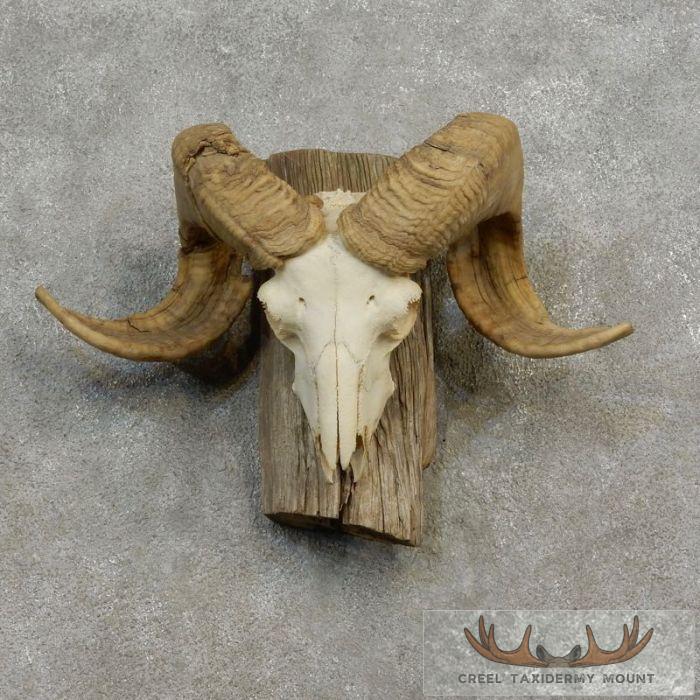 Corsican Ram Skull European Taxidermy Mount For Sale
