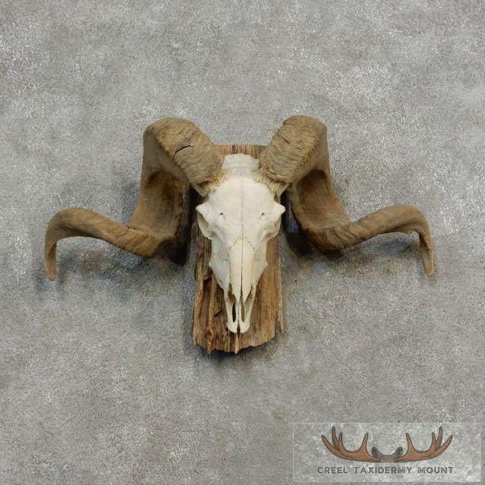 Corsican Ram Skull European Taxidermy Mount For Sale