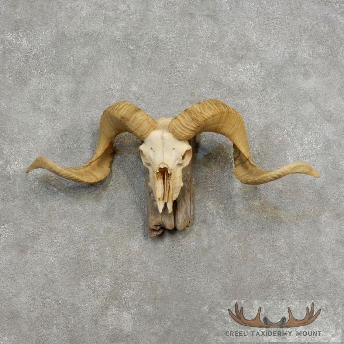Corsican Ram Skull European Taxidermy Mount For Sale