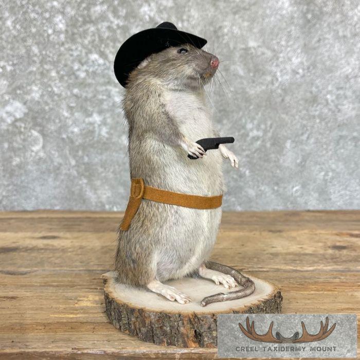 Cowboy Rat Novelty Taxidermy Mount For Sale
