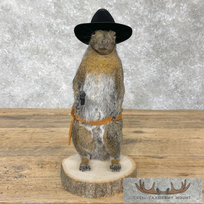 Cowboy Squirrel Novelty Taxidermy Mount For Sale