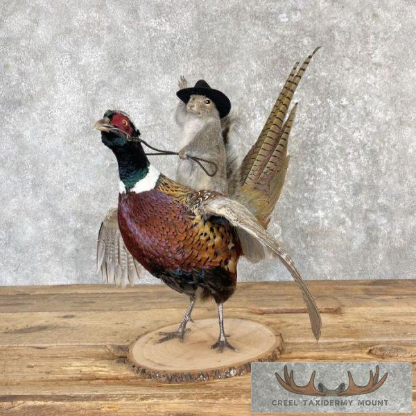 Cowboy Squirrel & Ringneck Pheasant Novelty Mount For Sale