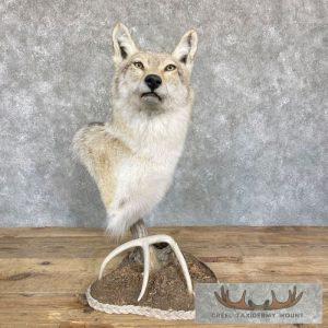 Coyote Desk Pedestal Taxidermy Mount Taxidermy