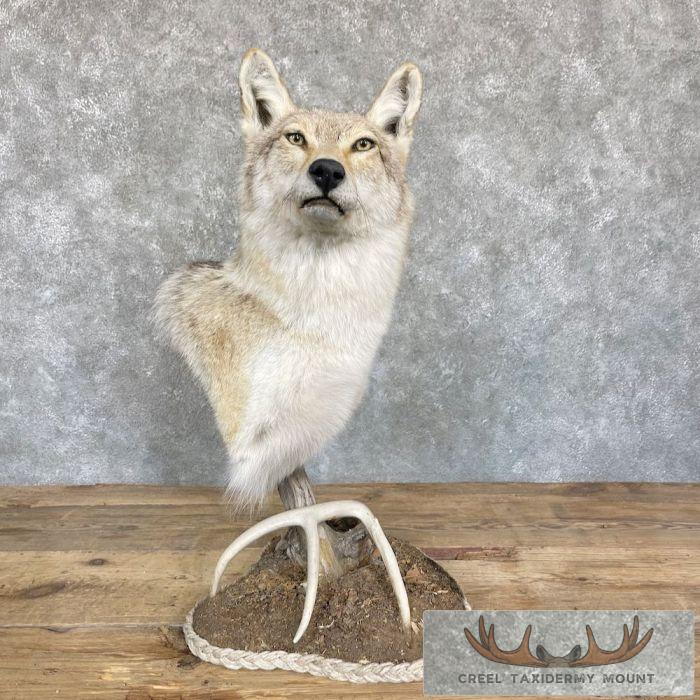 Coyote Desk Pedestal Taxidermy Mount For Sale