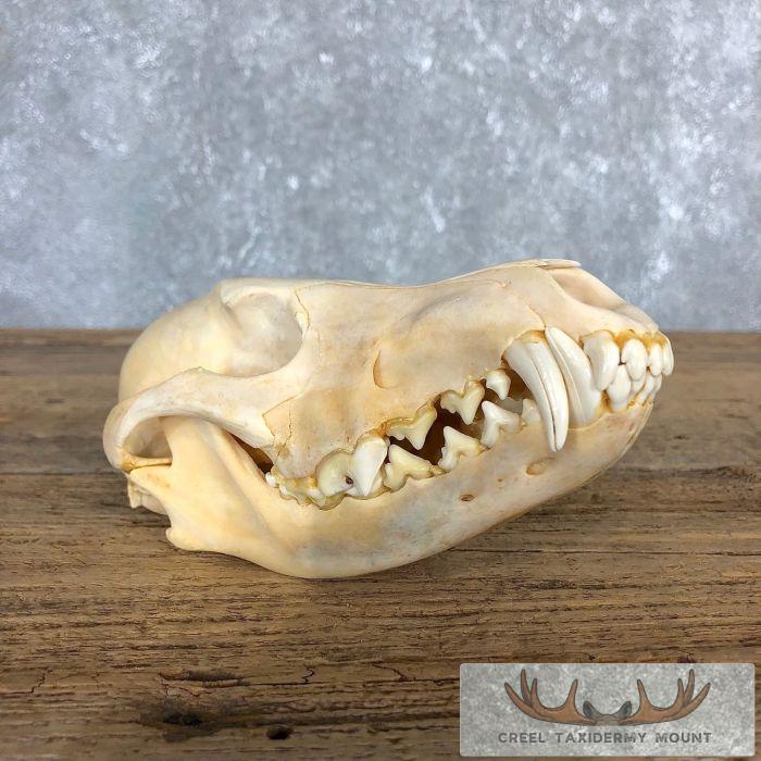 Coyote Full Skull Taxidermy Mount For Sale